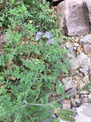 Phacelia rupestris