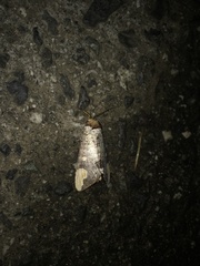 Phalera angustipennis