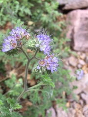 Phacelia rupestris