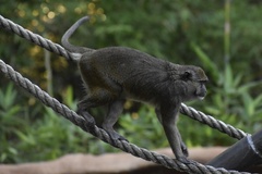 Allen's Swamp Monkey photo 4