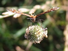 Oxyptilus parvidactyla