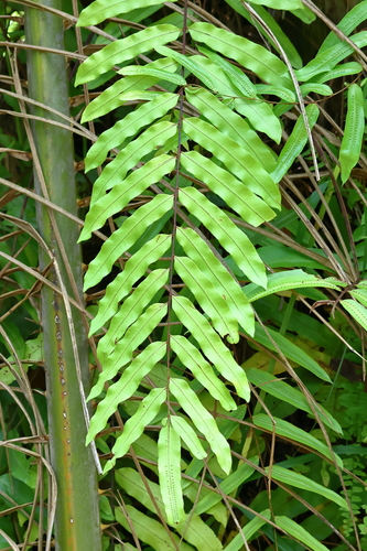 Goniophlebium percussum, photograph 2
