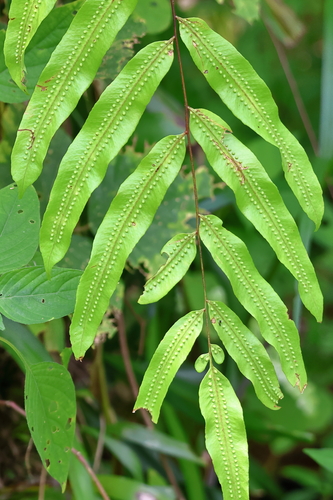 Goniophlebium percussum, photograph 3