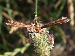 Oxyptilus parvidactyla