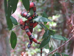 Lampropeltis abnorma