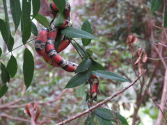 Lampropeltis abnorma