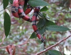Lampropeltis abnorma