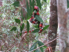 Lampropeltis abnorma