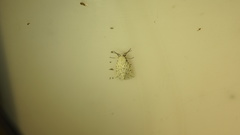 Spilosoma lubricipeda