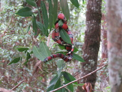 Lampropeltis abnorma