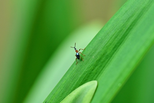 Sweet Potato Weevil