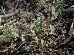 Phacelia austromontana