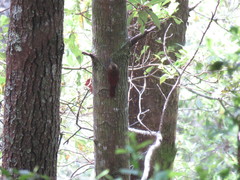 Dendrocolaptes picumnus