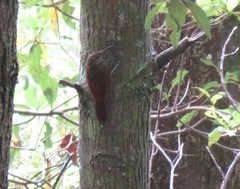 Dendrocolaptes picumnus