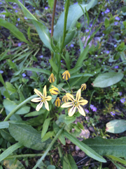 Triteleia ixioides anilina