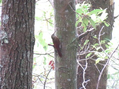 Dendrocolaptes picumnus