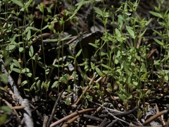 Galium bifolium