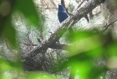 Aphelocoma unicolor