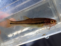 Chrosomus neogaeus