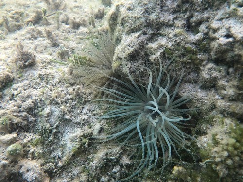 Bartholomea annulata