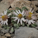 Nevada Grounddaisy - Photo (c) Jim Morefield, some rights reserved (CC BY), uploaded by Jim Morefield