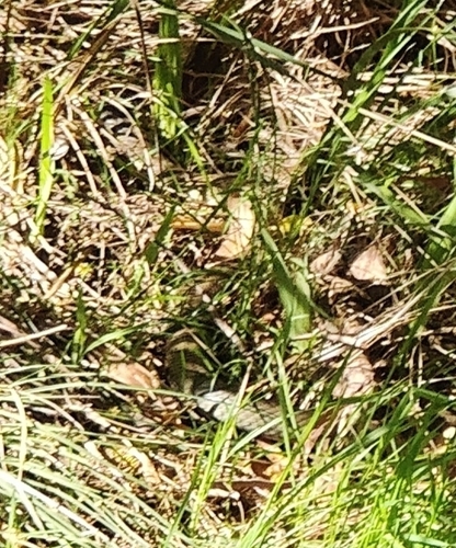 Tiger Snake sighting