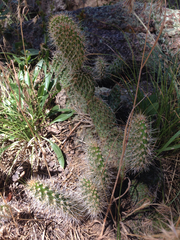 Opuntia polyacantha polyacantha
