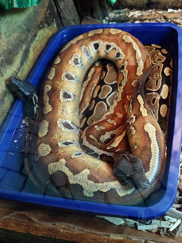 Blood Python, Python brongersmai