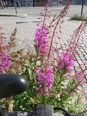 Chamaenerion angustifolium