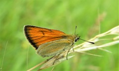 Thymelicus sylvestris