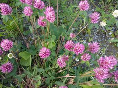 Trifolium pratense