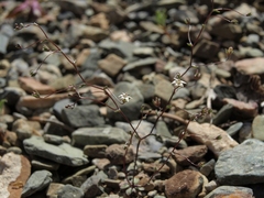 Nemacladus inyoensis