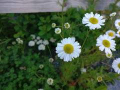 Tripleurospermum inodorum