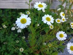 Tripleurospermum inodorum