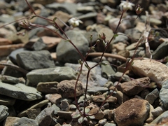 Nemacladus inyoensis