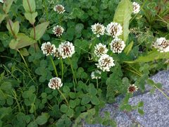 Trifolium repens