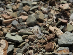 Nemacladus inyoensis