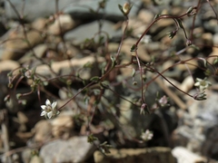 Nemacladus inyoensis