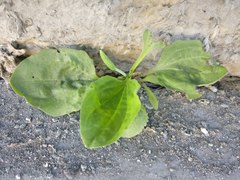 Plantago major