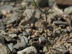 Nemacladus inyoensis