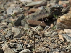 Nemacladus inyoensis