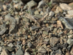 Nemacladus inyoensis