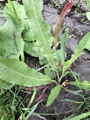 Rumex crispus fauriei