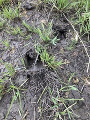 Odocoileus virginianus