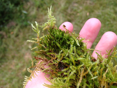 Dicranum flagellare