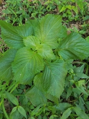Perilla