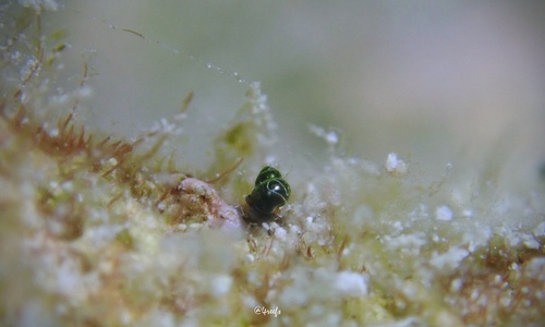 Rissoella observed 2024-07-03