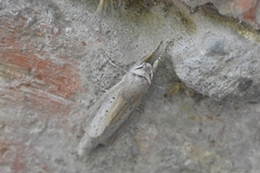 Phragmataecia castaneae