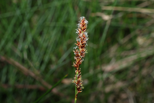 Image of Machaerina teretifolia by (c) Greg Tasney, some rights reserved (CC BY-SA)