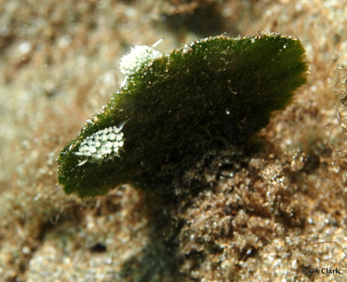 Avrainvillea erecta observed 2024-08-22